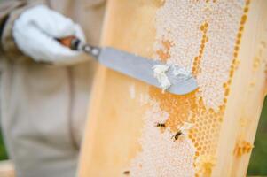 Beekeeper is working with bees and beehives on the apiary. Beekeeping concept photo