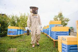 Beekeeper is working with bees and beehives on the apiary. Beekeeping concept photo