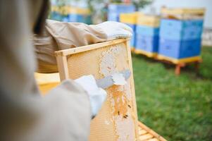 Beekeeper is working with bees and beehives on apiary. Bees on honeycomb. Frames of bee hive. Beekeeping. Honey. Healthy food. Natural products. photo