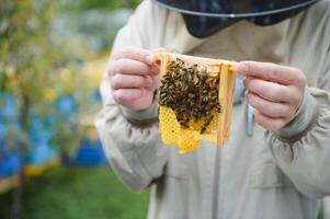 Beekeeper is working with bees and beehives on apiary. Bees on honeycomb. Frames of bee hive. Beekeeping. Honey. Healthy food. Natural products. photo