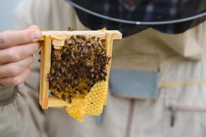 Beekeeper holding a small Nucleus with a young queen bee. Breeding of queen bees. Beeholes with honeycombs. Preparation for artificial insemination bees. Natural economy. Queen Bee Cages photo