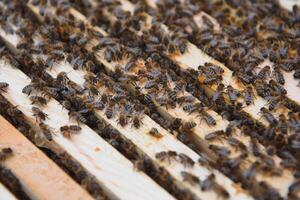 Close up view of the opened hive body showing the frames populated by honey bees photo