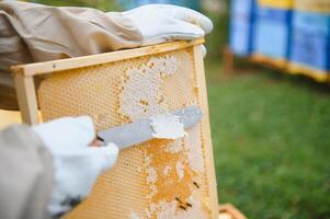 Beekeeper working collect honey. Beekeeping concept. photo