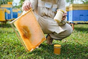 Beekeeper on apiary. Beekeeper is working with bees and beehives on the apiary. photo