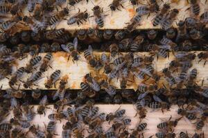 Frames of a beehive. Close up view of the opened hive body showing the frames populated by honey bees photo