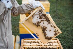 Beekeeper working collect honey. Beekeeping concept. photo