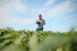 Agronomist inspecting soya bean crops growing in the farm field. Agriculture production concept. young agronomist examines soybean crop on field in summer. Farmer on soybean field. photo