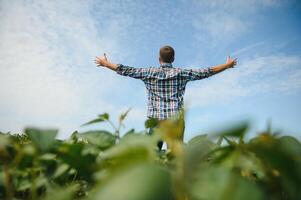 Young farmer in filed examining soybean corp. He is thumbs up photo