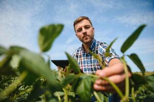 Agronomist inspecting soya bean crops growing in the farm field. Agriculture production concept. young agronomist examines soybean crop on field in summer. Farmer on soybean field. photo