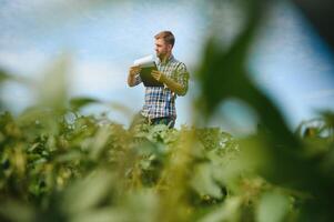 A farmer inspects a green soybean field. The concept of the harvest photo