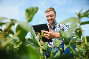 Young farmer in soybean fields photo