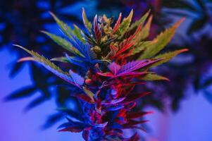 Cannabis Marijuana plant in Vaporwave deep purple neon style. Medical plant of Cannabis or Hemp with flowering buds and ultraviolet light. Blooming vegetative bush with crystal trichomes photo
