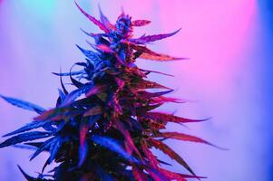 Cannabis Marijuana Leaf Background. Aesthetic beautiful medical marijuana leaves. Long banner with big purple cannabis leaf in colored light. Colorful hemp background photo