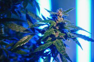 Cannabis Marijuana Leaf Background. Aesthetic beautiful medical marijuana leaves. Long banner with big purple cannabis leaf in colored light. Colorful hemp background photo
