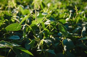 Soy field and soy plants in early morning light. Soy agriculture photo