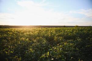 Soybean field, green field, agriculture landscape, field of soybean on a sunset sky background photo