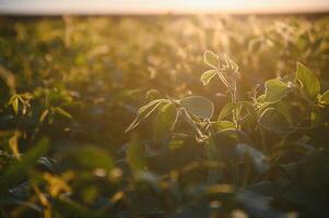 Soybean field, green field, agriculture landscape, field of soybean on a sunset sky background photo