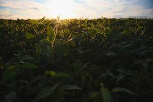 Open soybean field at sunset.Soybean field. photo