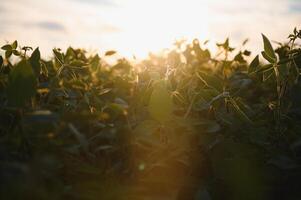 Soybean field, green field, agriculture landscape, field of soybean on a sunset sky background photo