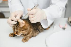 Cat visiting vet for regular checkup photo