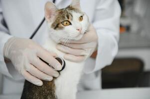Man veterinarian listening cat with stethoscope during appointment in veterinary clinic photo