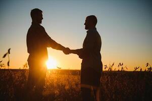 Portrait of two farmers in a field examining soy crop photo