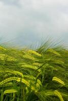 Field of green rye. Young green wheat. Late Spring, early Summer day. Close-up. Free space for text on a soft blurry sky background. Copy space. Selective focus photo