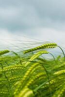 Field of green rye. Young green wheat. Late Spring, early Summer day. Close-up. Free space for text on a soft blurry sky background. Copy space. Selective focus. photo