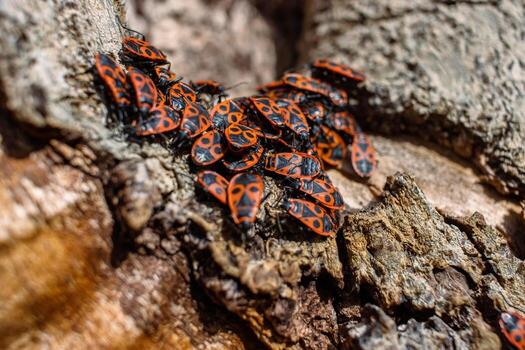 The firebug Pyrrhocoris apterus. Common insect of the family Pyrrhocoridae. Aggregation behavior of the big group of firebugs on the tree bark. Nature backgroun. Top view. Close up. Selective focus photo