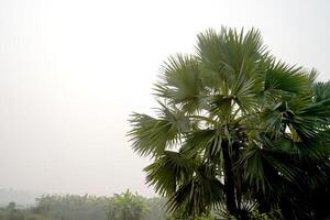 Palm Tree of Bengal tree photo