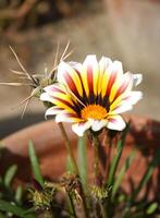 Portrait of White gazania flower Blomming during Sunlight photo