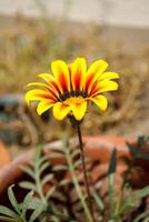 Portrait of Yellow gazania flower Blomming during Sunlight photo