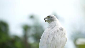 A close up of Goshawk and Sparrowhawk living in nature with a sharp beak and piercing eyes, perched against a natural. The bird's detailed feathers and commanding presence embody essence of wildlife. video