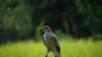 A close up of Goshawk and Sparrowhawk living in nature with a sharp beak and piercing eyes, perched against a natural. The bird's detailed feathers and commanding presence embody essence of wildlife. video