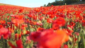 A field of red poppies is in full bloom. The flowers are scattered throughout the field, creating a beautiful and vibrant scene. The bright red color of the flowers contrasts with the green grass. video