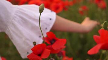 Girl is reaching out to a field of red flowers. The flowers are in full bloom and are scattered throughout the field. Concept of peace and tranquility. video
