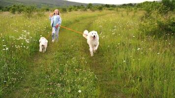 A girl runs with two white dogs along the road to a field. She is dressed in a blue denim suit, one dog is a large Marema shepherd and a small terrier. video