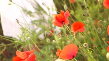 Girl is reaching out to a field of red flowers. The flowers are in full bloom and are scattered throughout the field. Concept of peace and tranquility. video