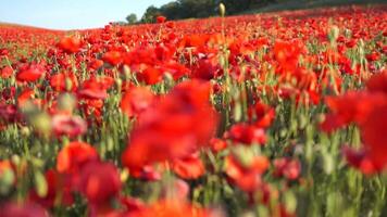 A field of red poppies is in full bloom. The flowers are scattered throughout the field, creating a beautiful and vibrant scene. The bright red color of the flowers contrasts with the green grass. video