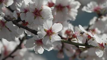 white blossoms almond spring, adorn tree branches under bright sunlight, marking the arrival of spring. Flowering in spring season. video