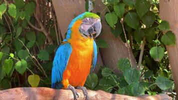Yellow-Blue Macaw Parrot in a Menagerie, Zoo. Vibrant Ara Parrot Perched in Captivity. Close-up of Colorful Macaw. Exotic Bird Display. Wildlife Encounter in Zoological Park. High quality 4k footage video