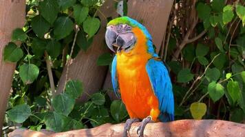 Yellow-Blue Macaw Parrot in a Menagerie, Zoo. Vibrant Ara Parrot Perched in Captivity. Close-up of Colorful Macaw. Exotic Bird Display. Wildlife Encounter in Zoological Park. High quality 4k footage video