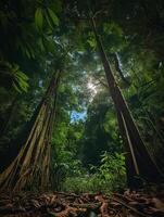 sunlight filtering through the leaves of tall giant trees in a dense forest photo