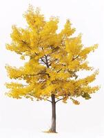 different types of tree isolated on a solid white background photo