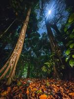 sunlight filtering through the leaves of tall giant trees in a dense forest photo