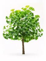 different types of tree isolated on a solid white background photo