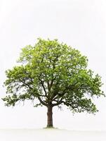 different types of tree isolated on a solid white background photo