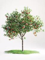 different types of tree isolated on a solid white background photo