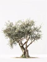 different types of tree isolated on a solid white background photo