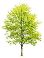 different types of tree isolated on a solid white background photo